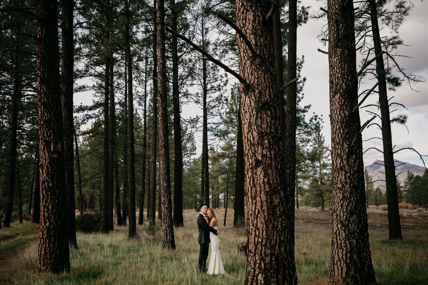 Romantic forest wedding portrait among tall pine trees.