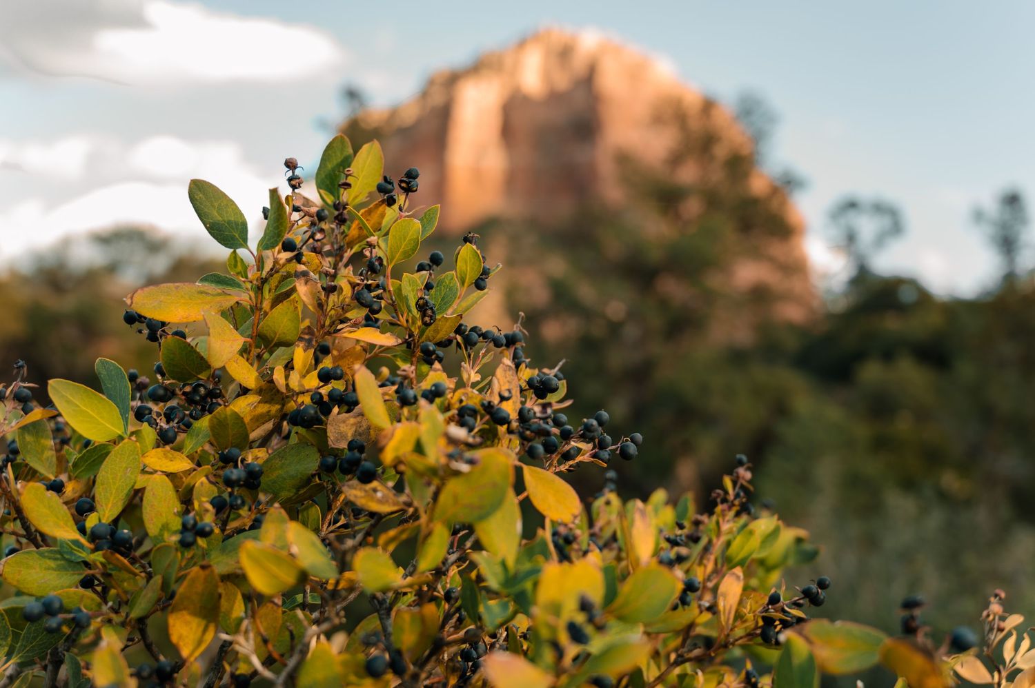 Red rock formations and desert foliage against a bright blue sky in Sedona.