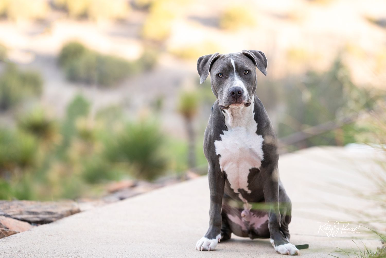 Doggy DNA Misconceptions