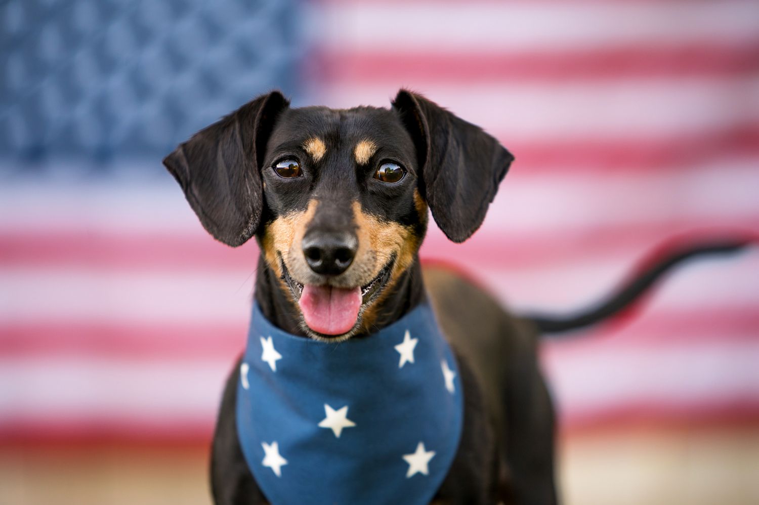 fourth of july dog in front of American flag
