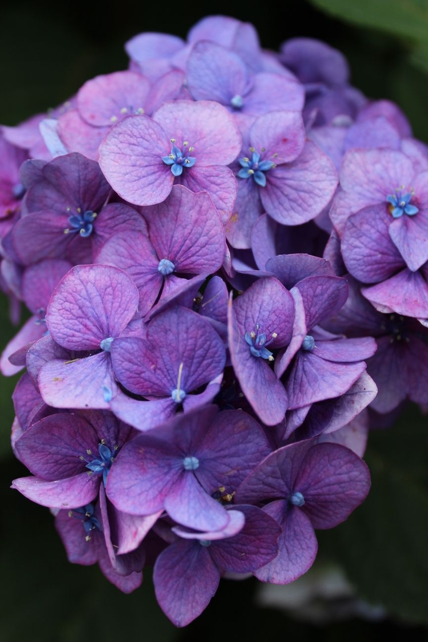 Close-up of a vibrant purple hydrangea flower cluster with delicate blue centers.