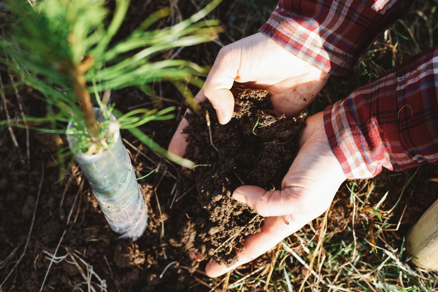 Planting trees tight shot of hands pouring soil