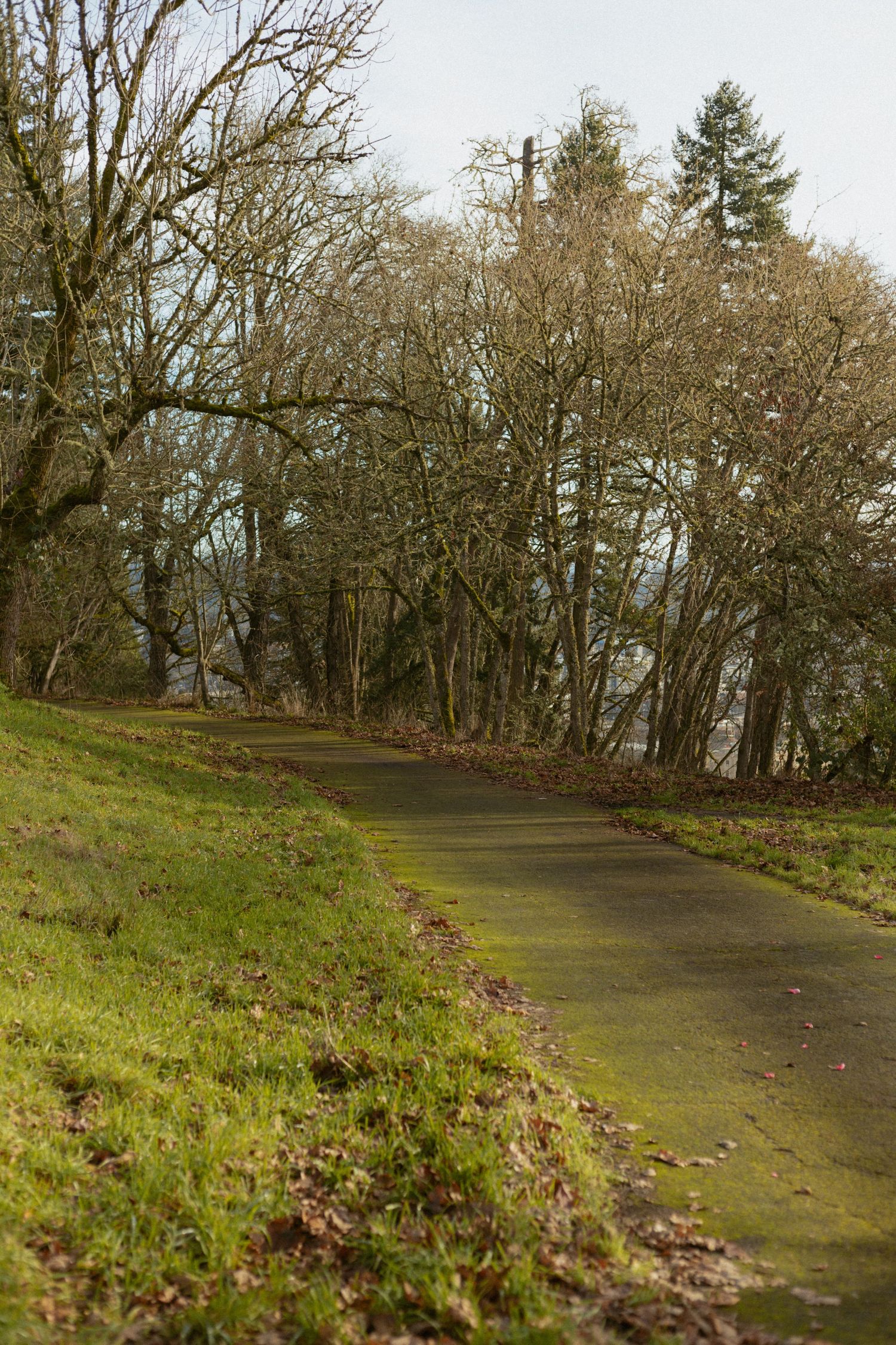 Accessible path at Skinner Butte Park, Eugene, Oregon