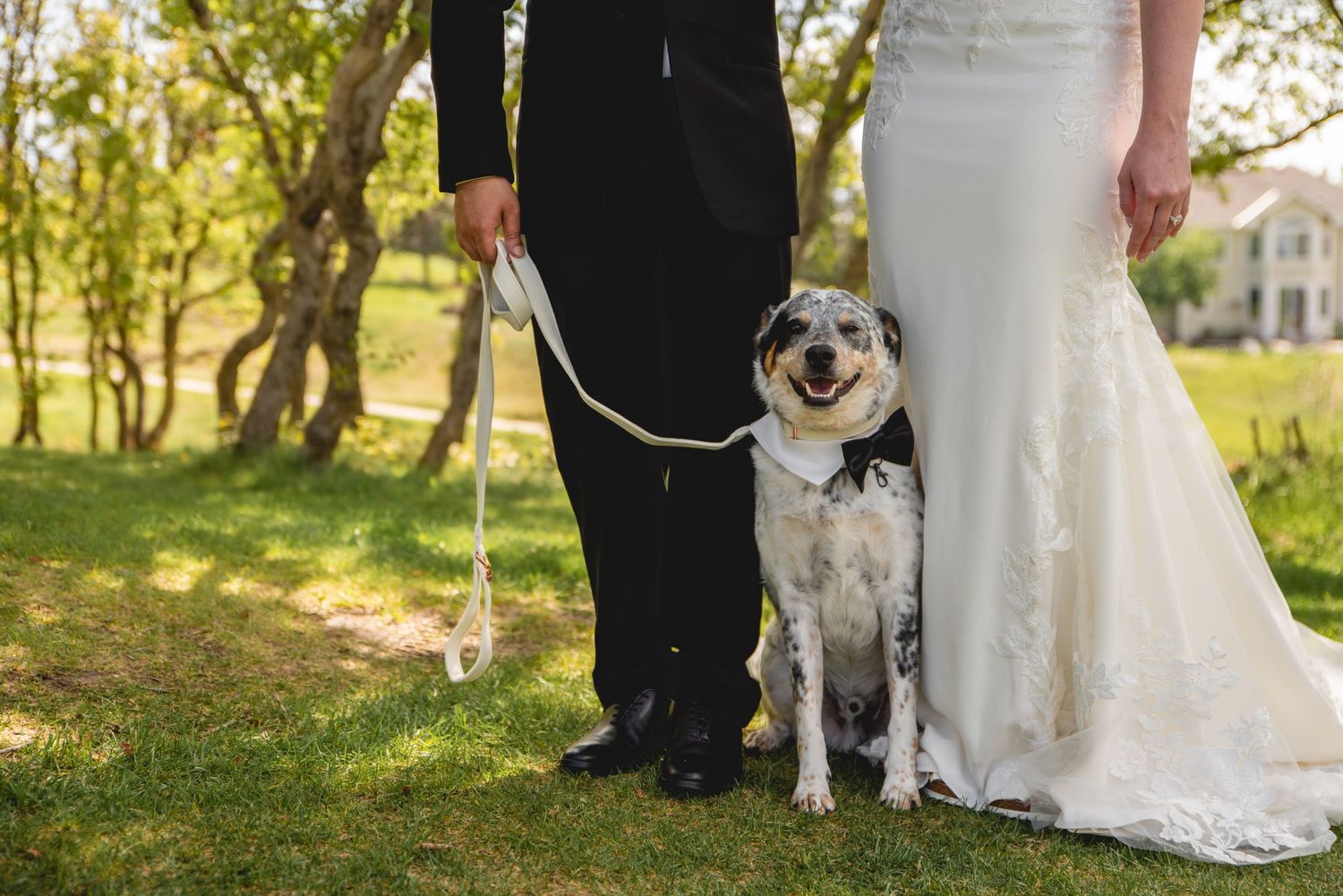 Happy dog poses with couple's formal wedding attire in a sunny garden setting.
