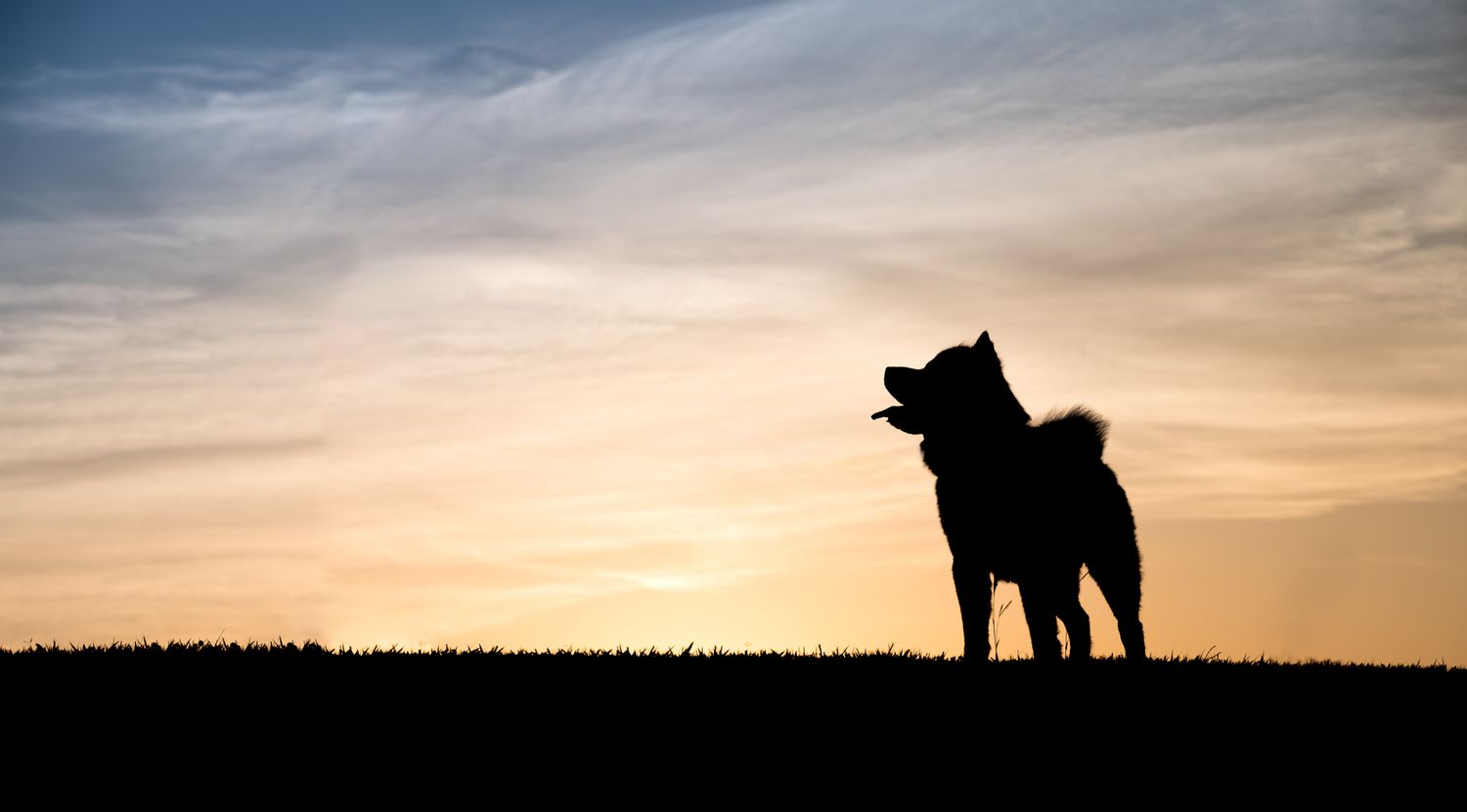 Silhouette of a dog standing against dramatic sunset sky.