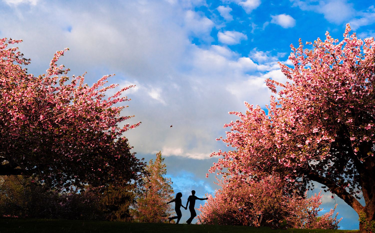 Cherry blossom trees against blue sky with silhouettes beneath.