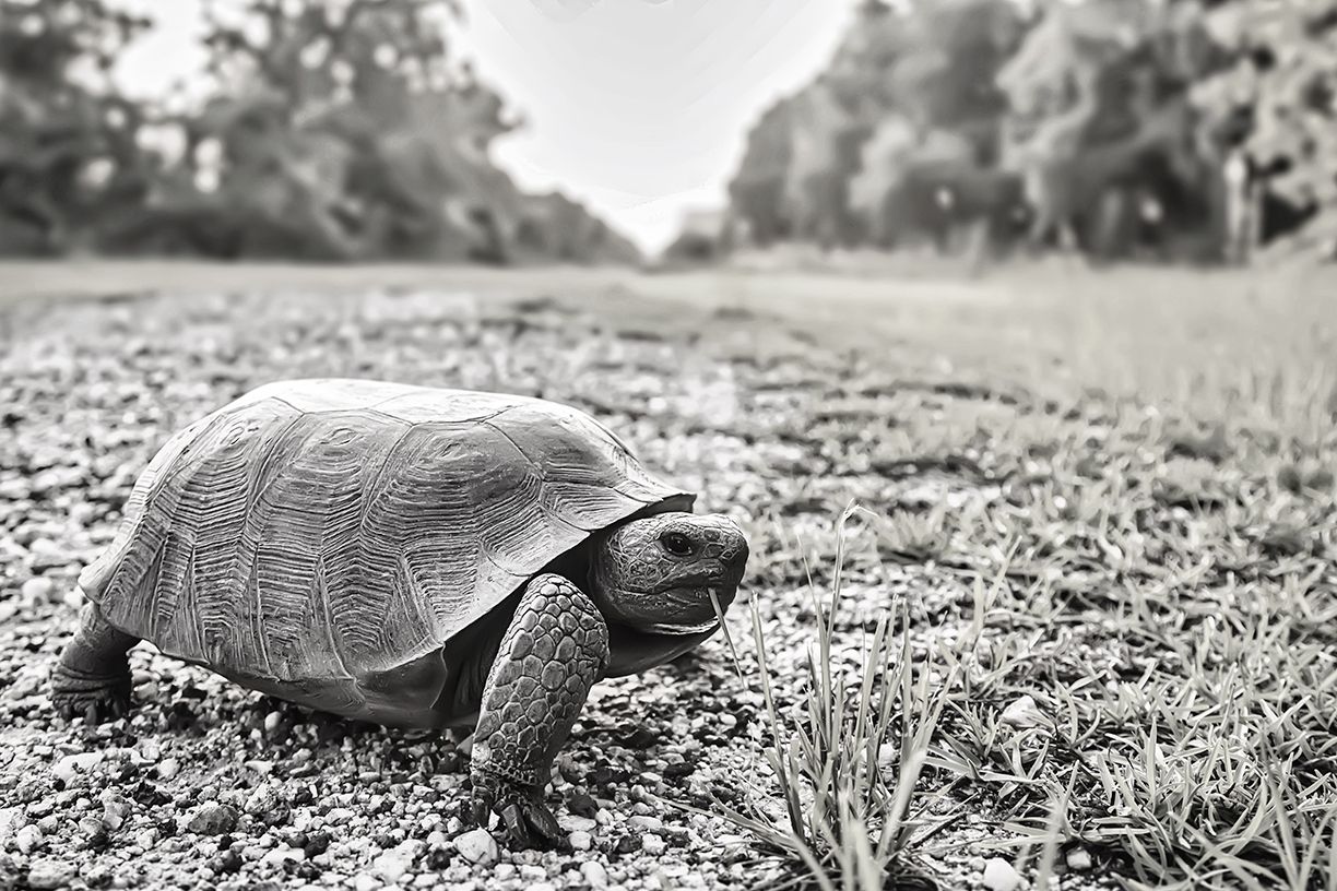 Photo of gopher tortes eating grass in Lakeland, Florida by Sarah Farnsworth