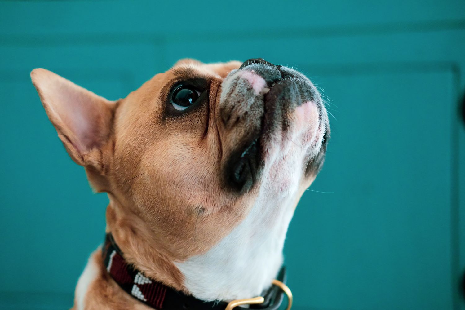 Close-up of a fawn French Bulldog looking up against a teal background wearing a dark collar.