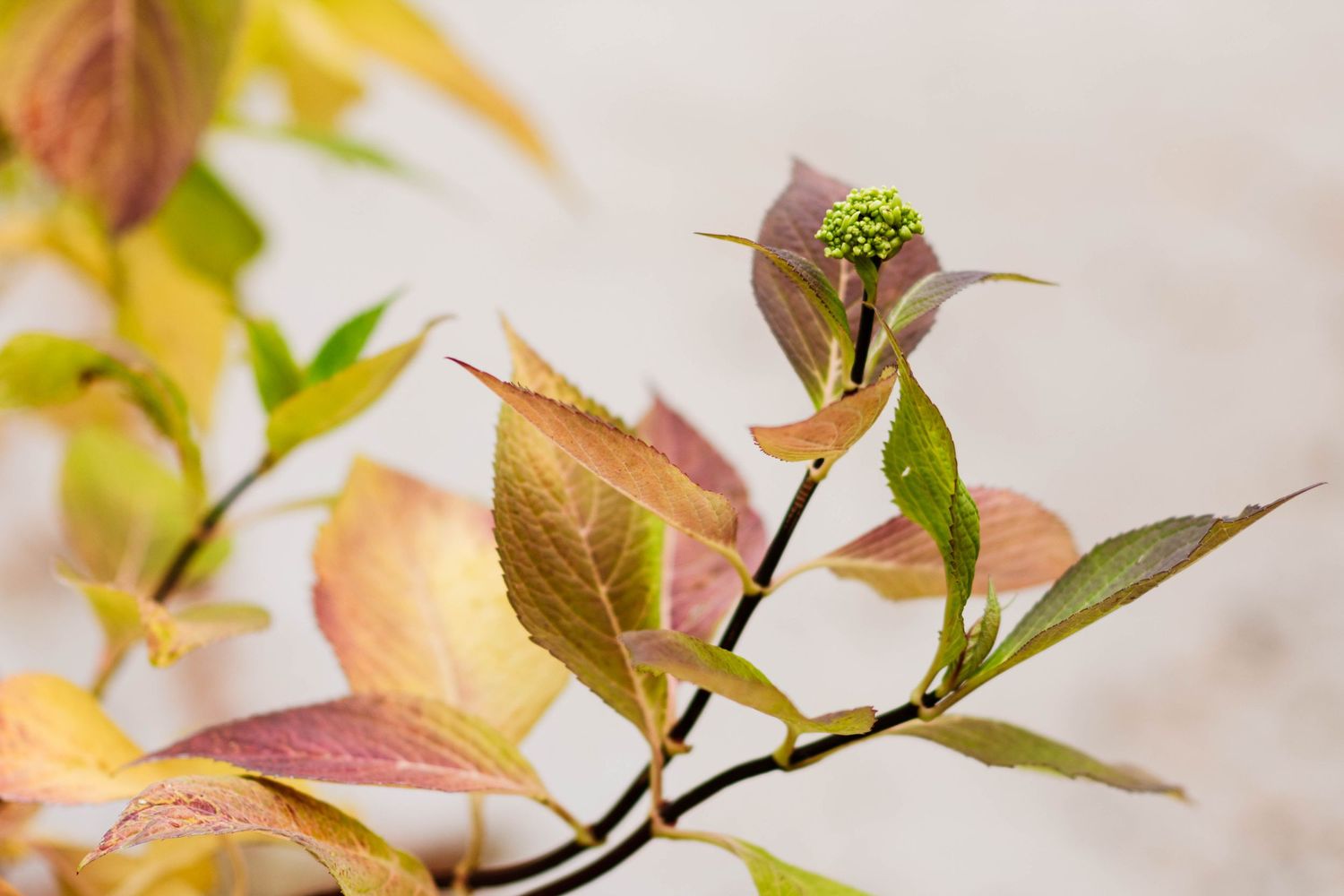 Budding hydrangea during the fall season. Beautifully colored leaves.