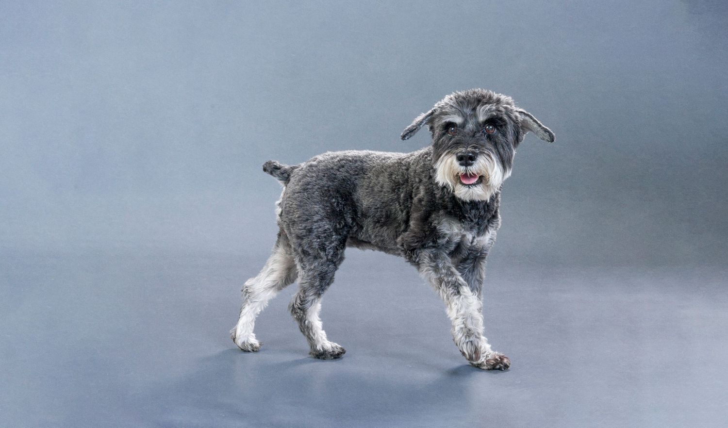 Senior Dog Pet Photography Toronto