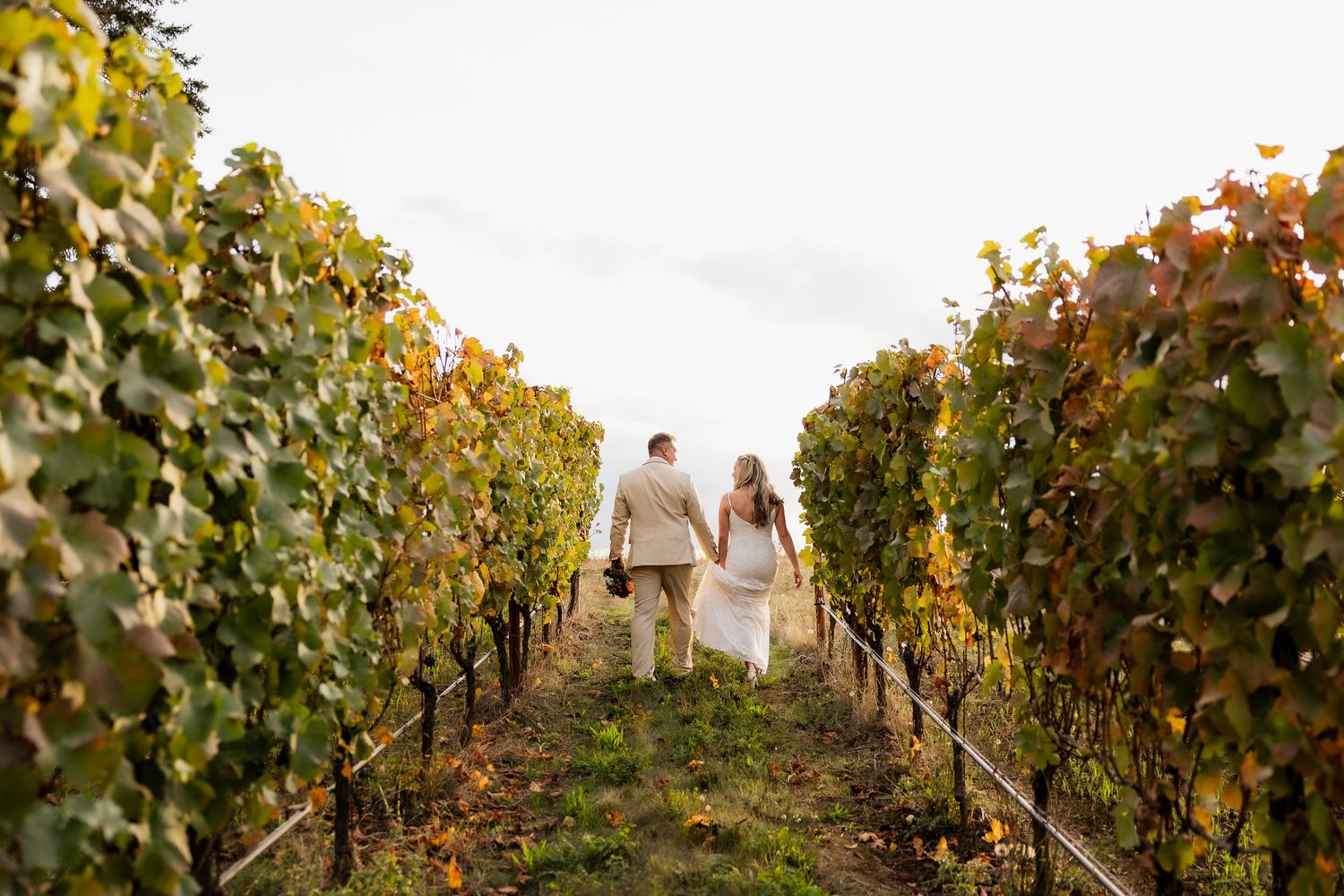 Rows of lush grapevines in a vineyard during autumn with vibrant fall colors and people walking between the vines.