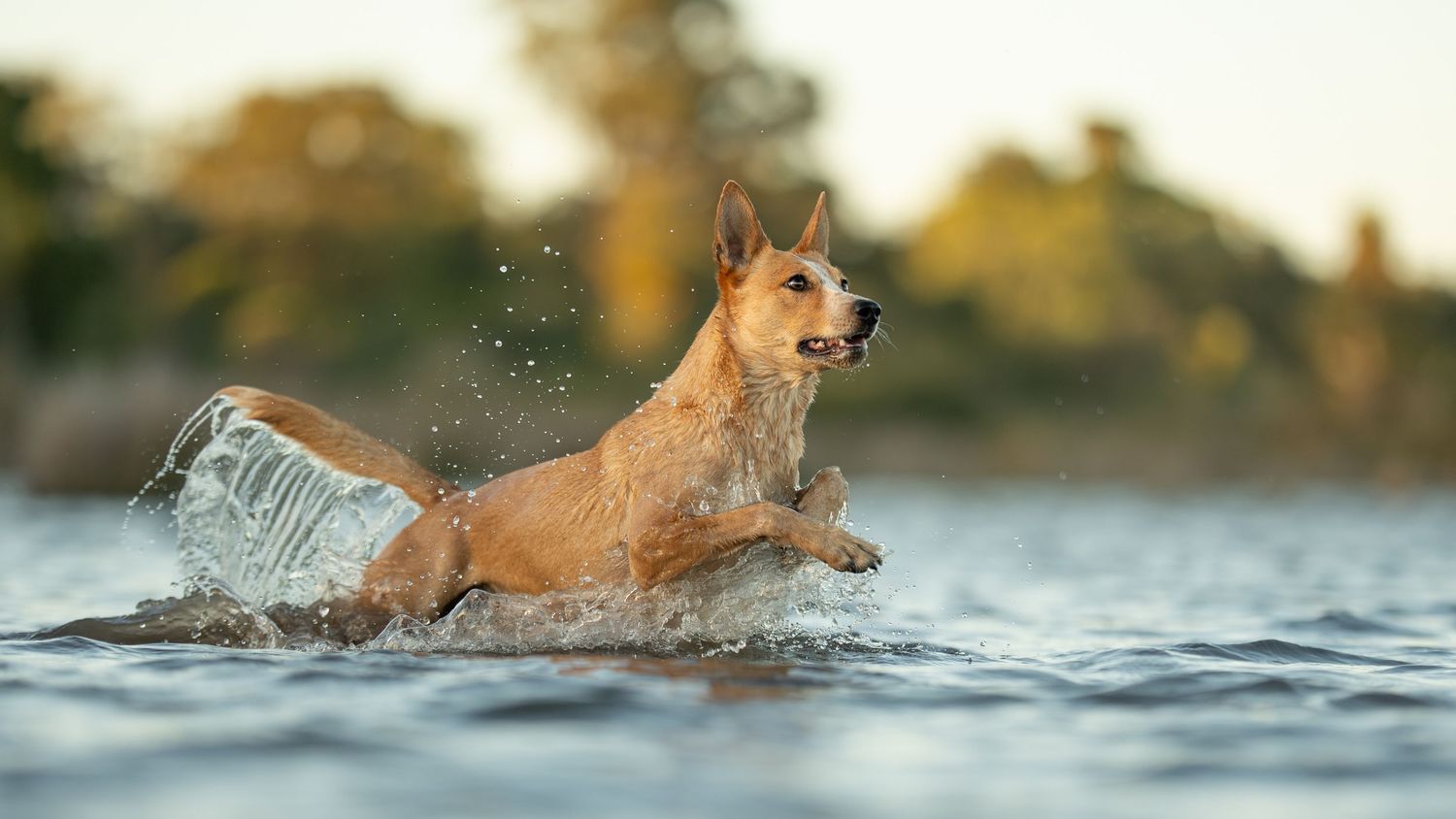 A red Heeler splashes through shallow water while running after a toy, creating dynamic ripples and water droplets in golden light.