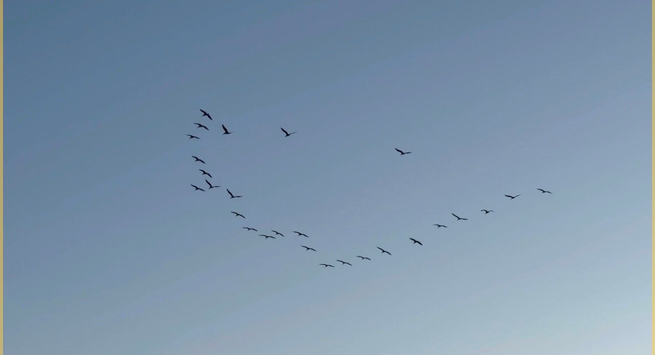 A series of five scenic landscape photos showing mountains and birds flying in formation against a misty sky.
