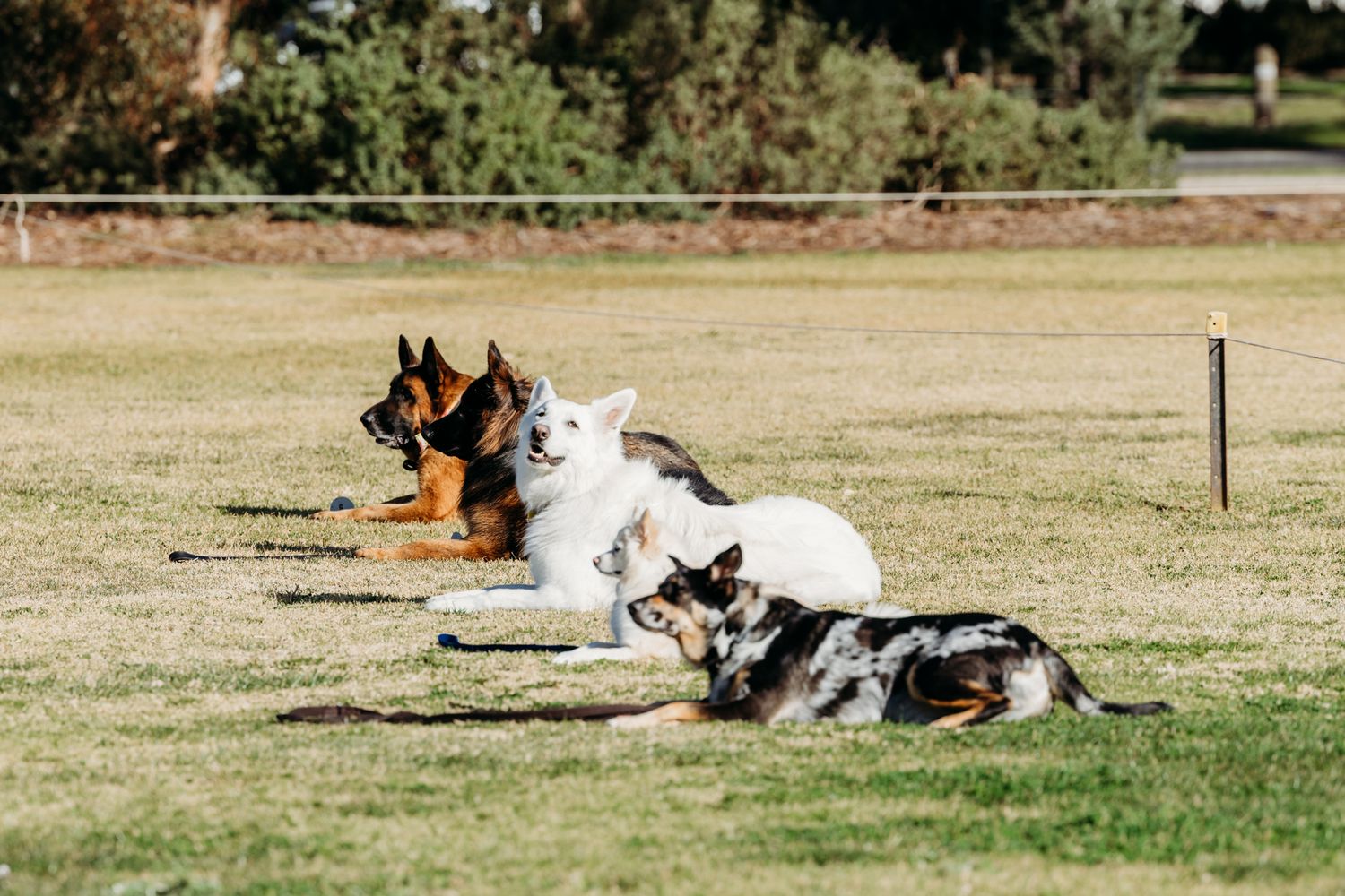 WODC fun day 2025 Werribee