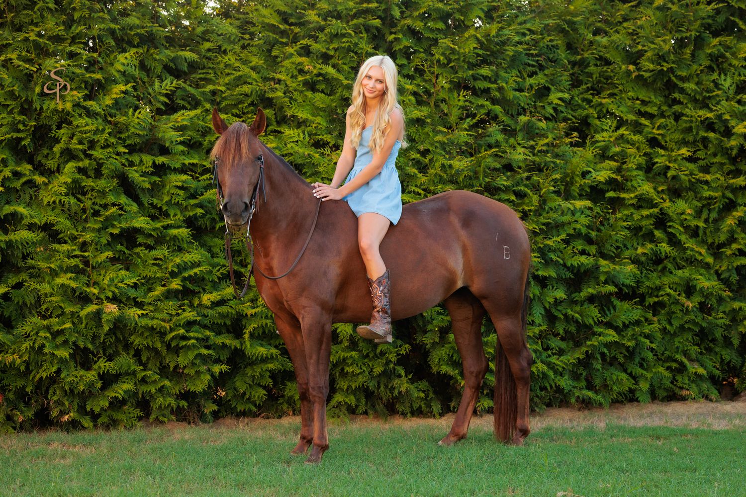 A rider in a blue dress sits atop a chestnut brown horse in front of a lush green hedge.
