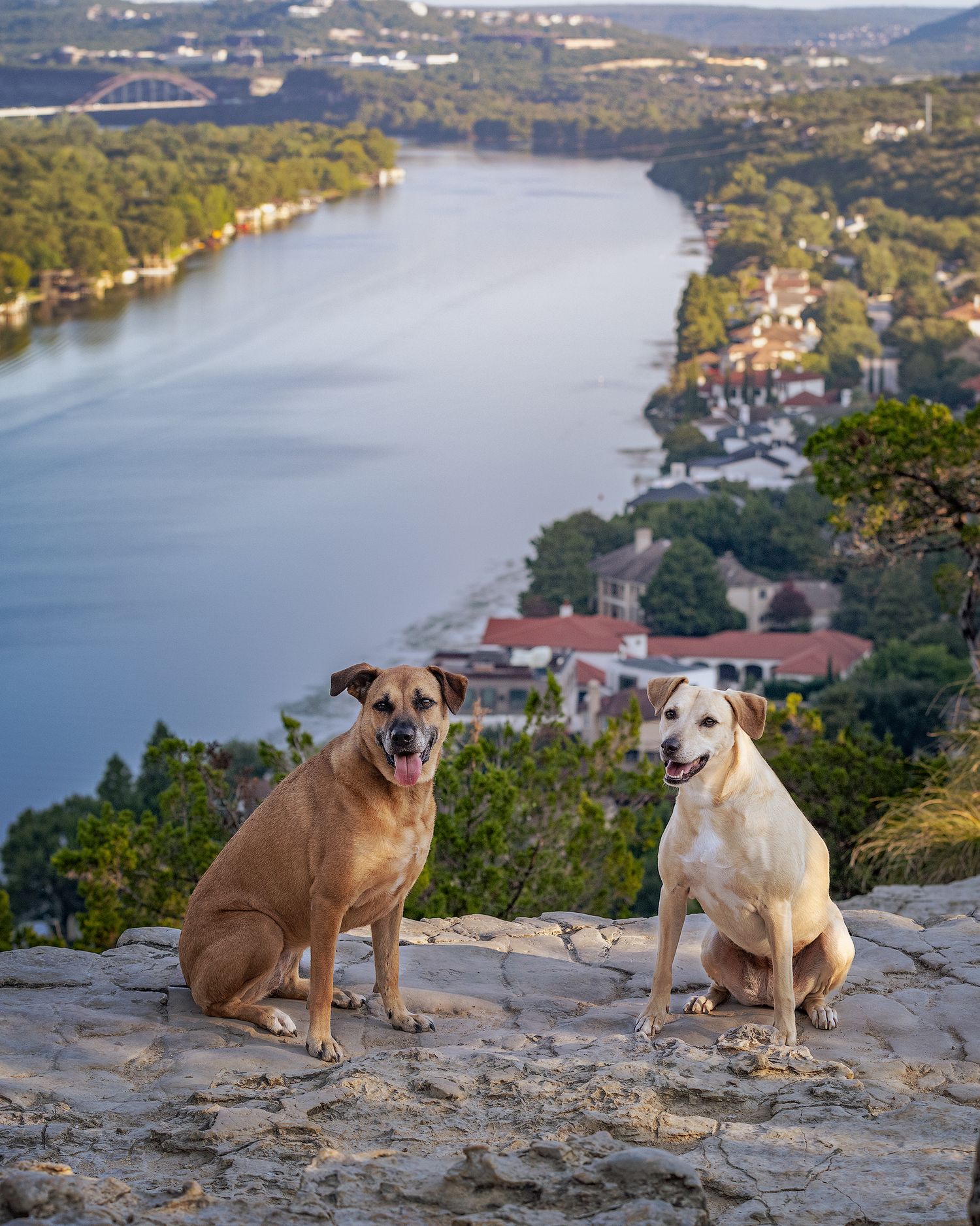 Two dogs sit together at an overlook at Mt. Bonnell with Lake Austin in the background.
