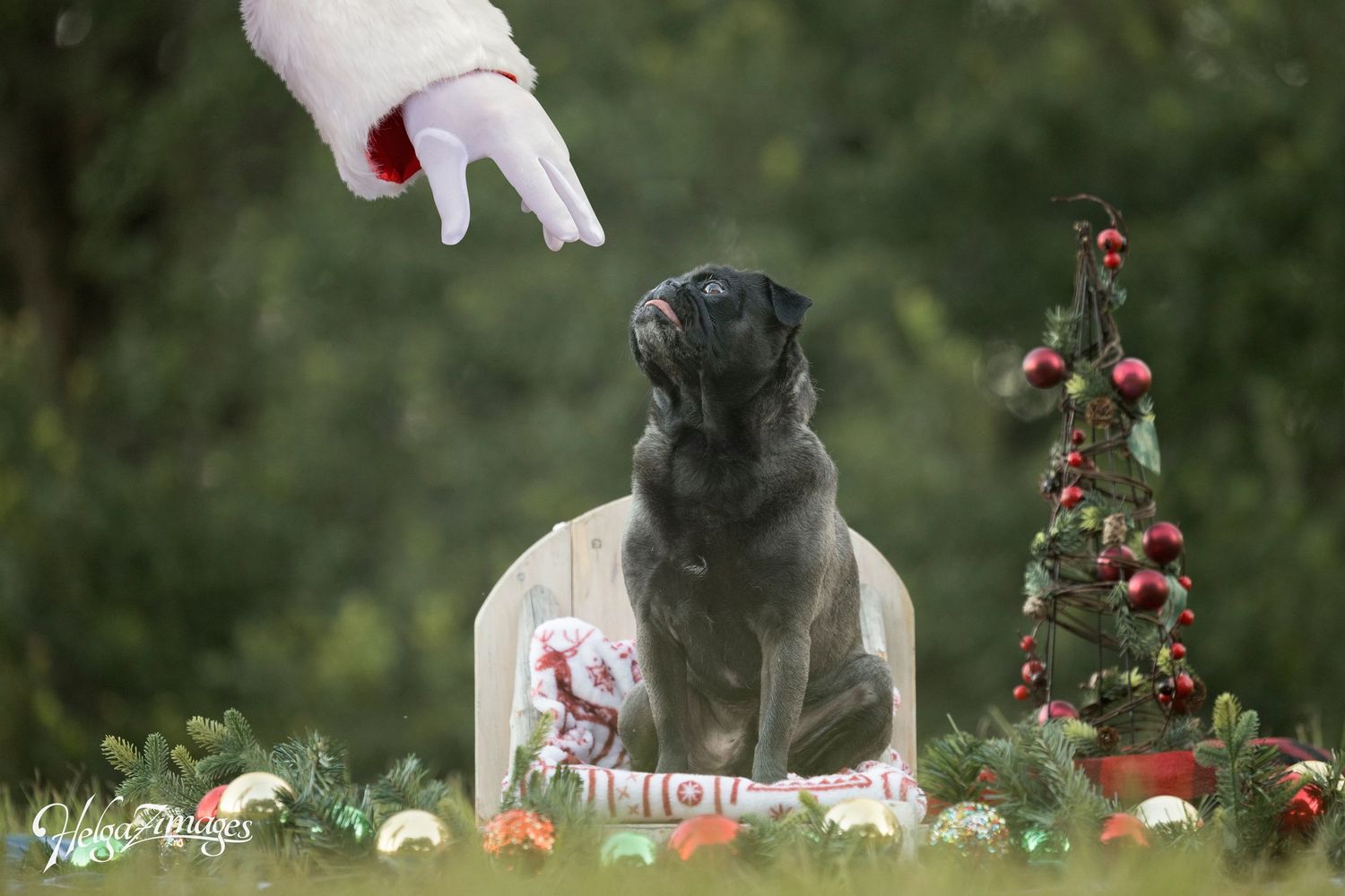 Tampa dog photographer creating fine-art portraits with her christmas images