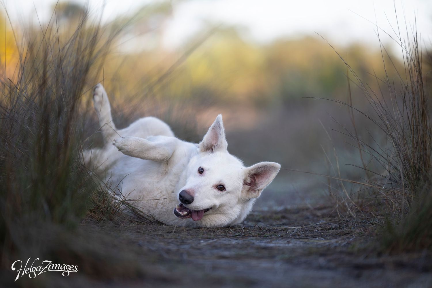 Beautiful white GSD in the glowing morning sunrise enjoying life - captured by HelgaZimages a Tampa Bay Florida Fine Art Pet Photographer