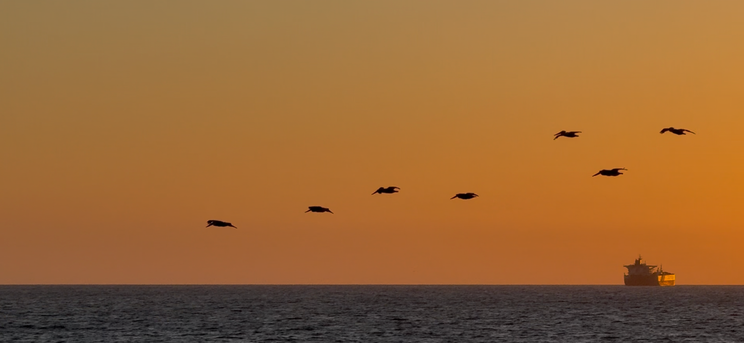 Birds flying in formation across a vibrant orange sunset sky over a calm ocean horizon.
