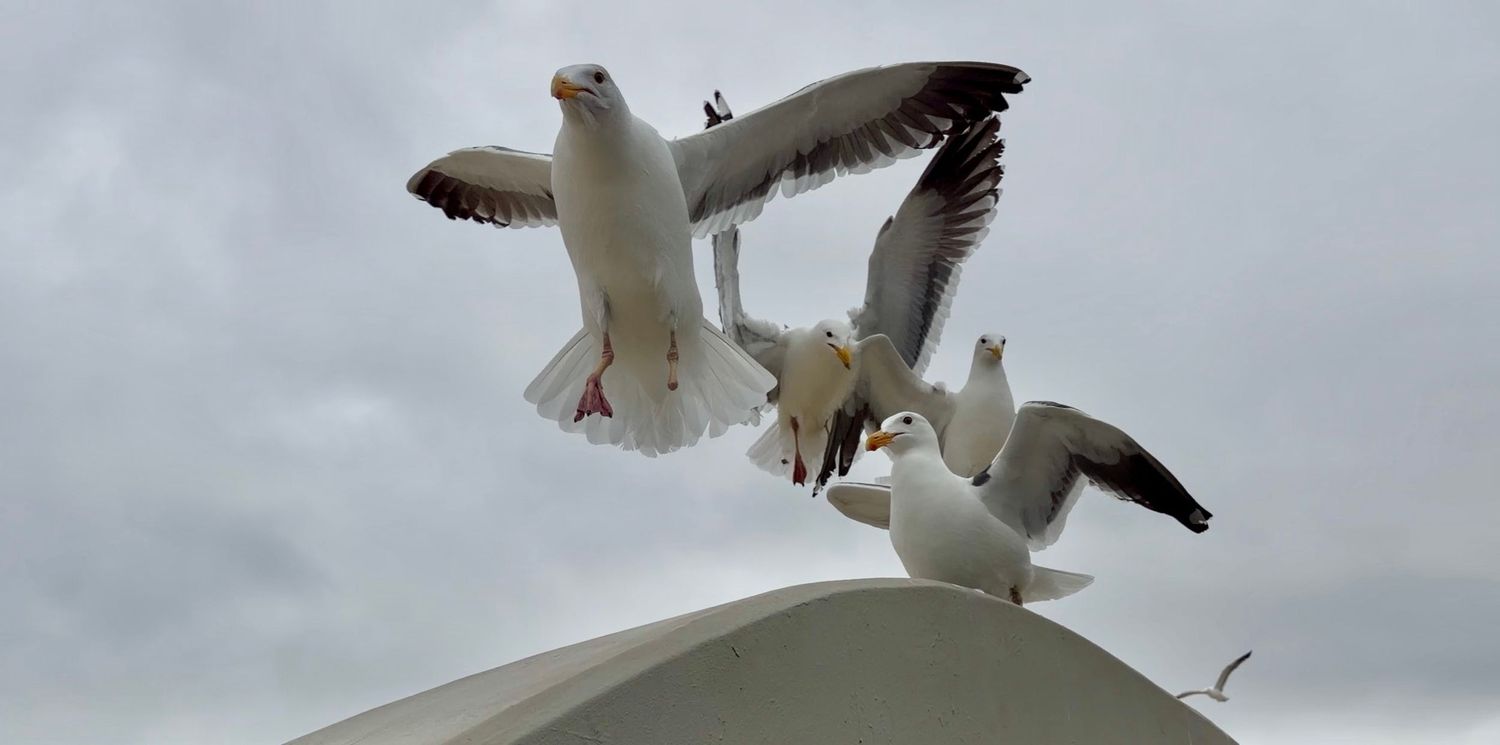 Three seagulls hover and perch on a white curved surface against a cloudy sky.