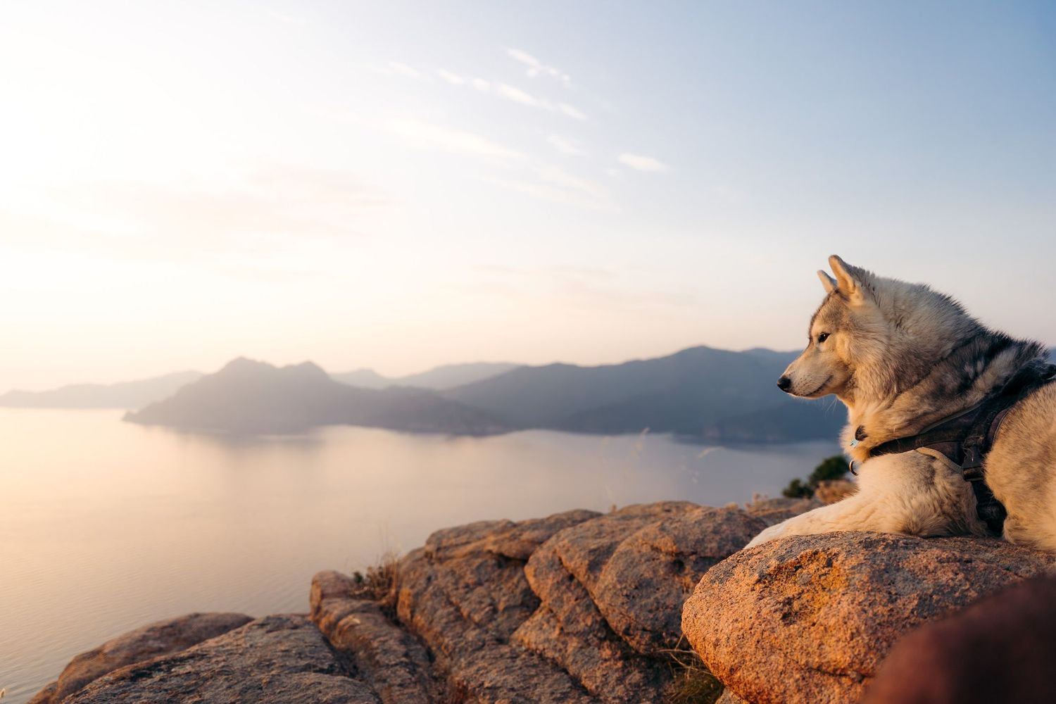 husky en haut d'une falaise des calanques d epiana avec coucher de soleil sur le golf de porto en corse