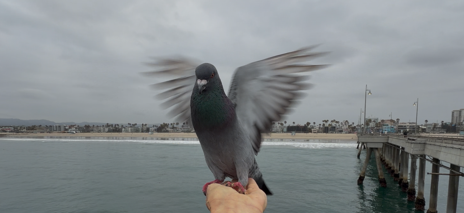 A gray pigeon spreads its wings while perched on a hand near a seaside pier under cloudy skies.