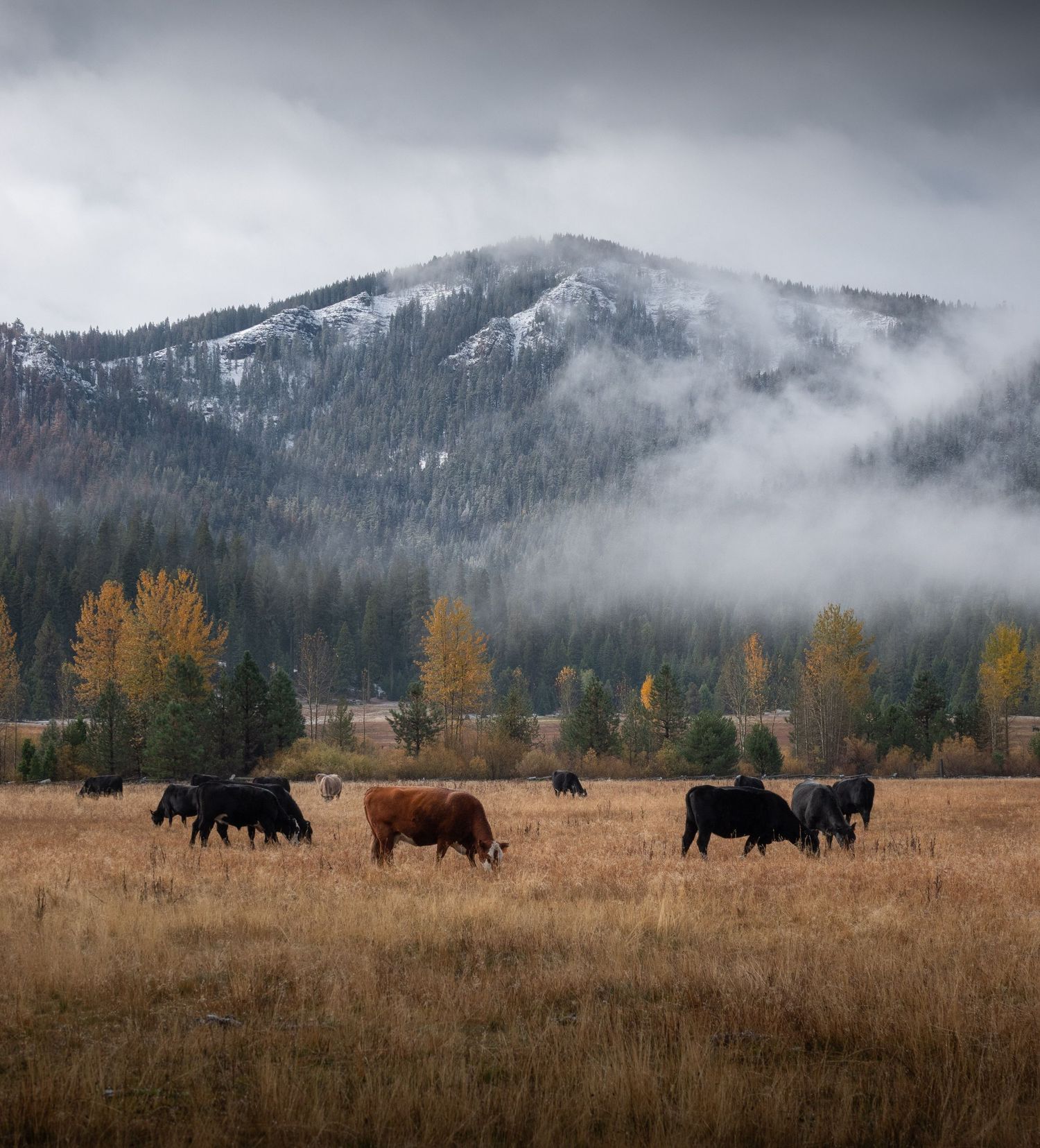 Cattle grazing in a misty mountain meadow with fog-covered peaks and autumn trees in the background.