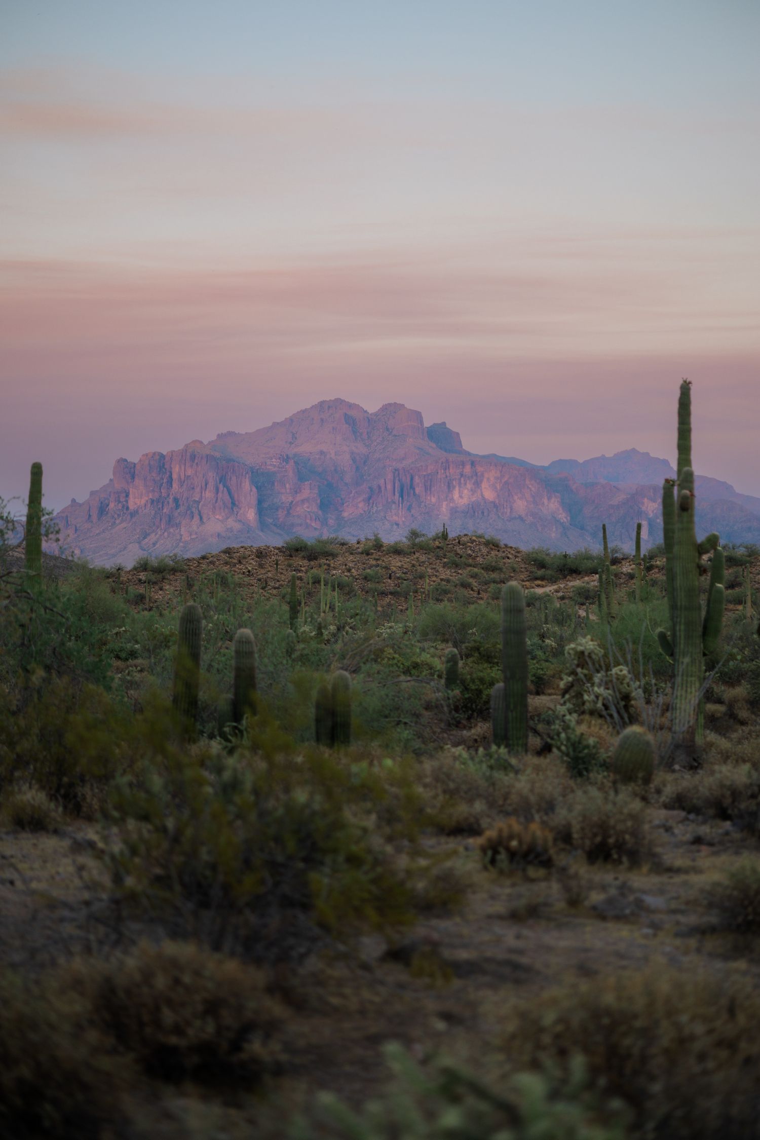 Desert landscape with saguaro cacti and mountains at sunset in soft pink light.