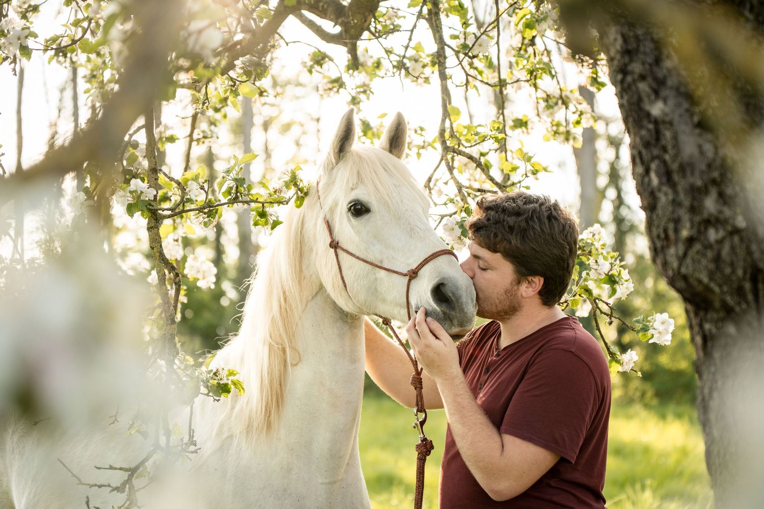 A man in a red shirt tenderly kisses a white horse under blooming spring trees in sunlight.