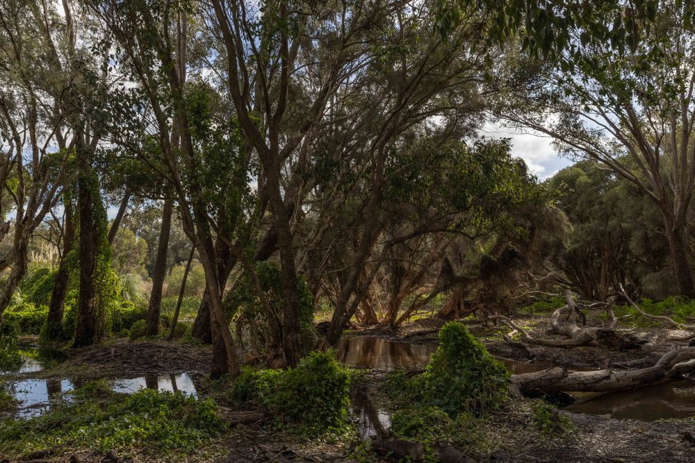 The (Gwelup) Secret Garden CJ Photo