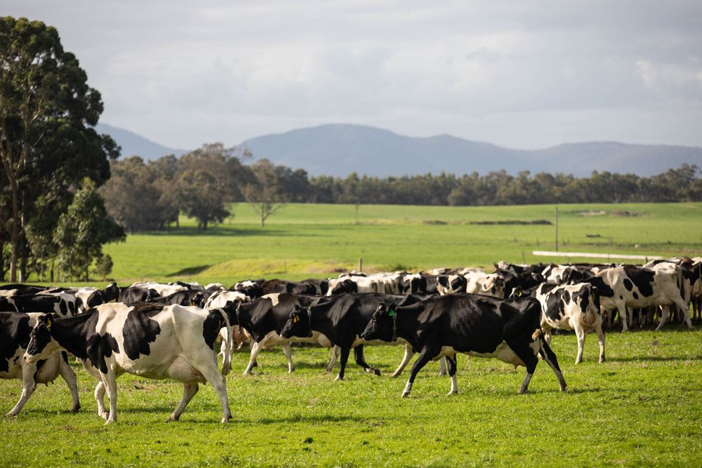 Dairy Innovation Day Ann and Tom Photography Videography, Albany & WA
