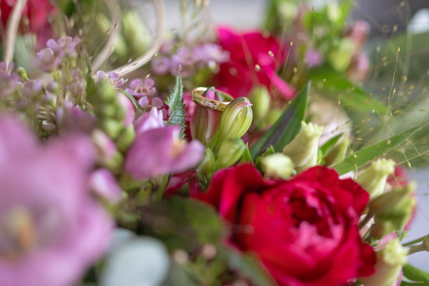 Vibrant red and pink flowers with green foliage in shallow focus.