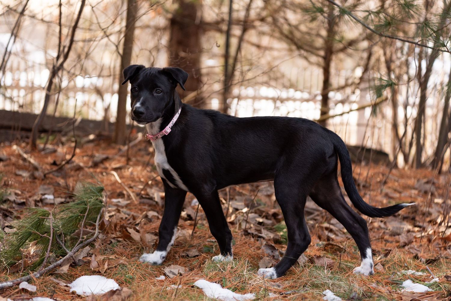Leah Ramuglia photography Cunucu dog pet portraits puppy