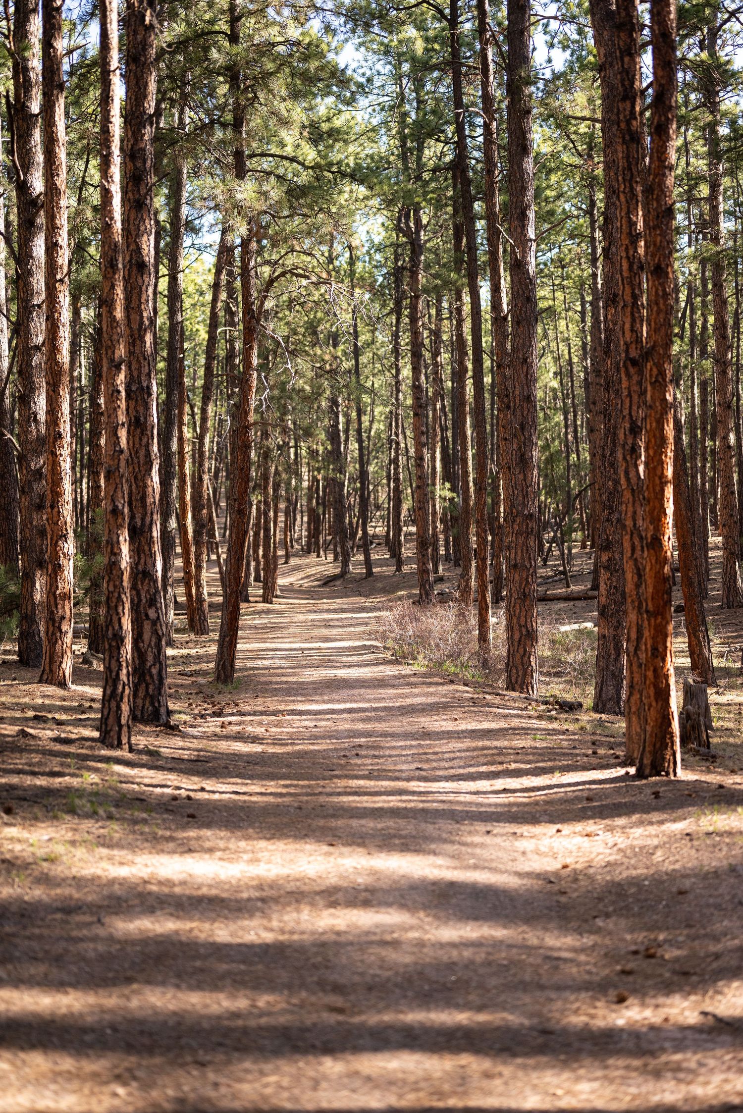 Photo session at Fox Run Regional Park in Black Forest, CO,