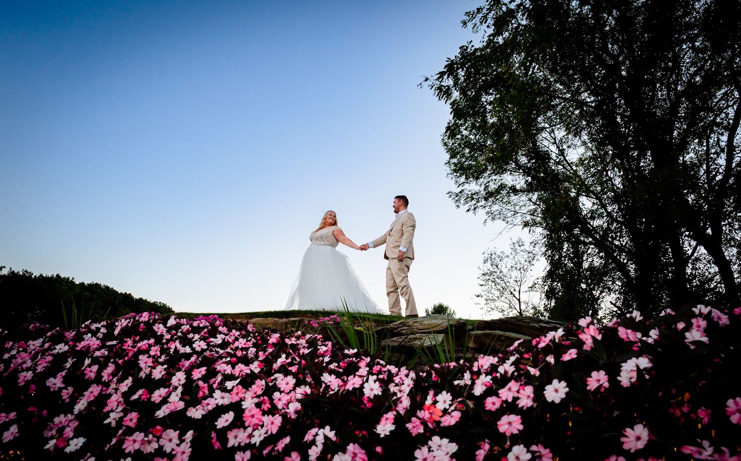 Field of pink cosmos flowers under blue sky with trees in background.