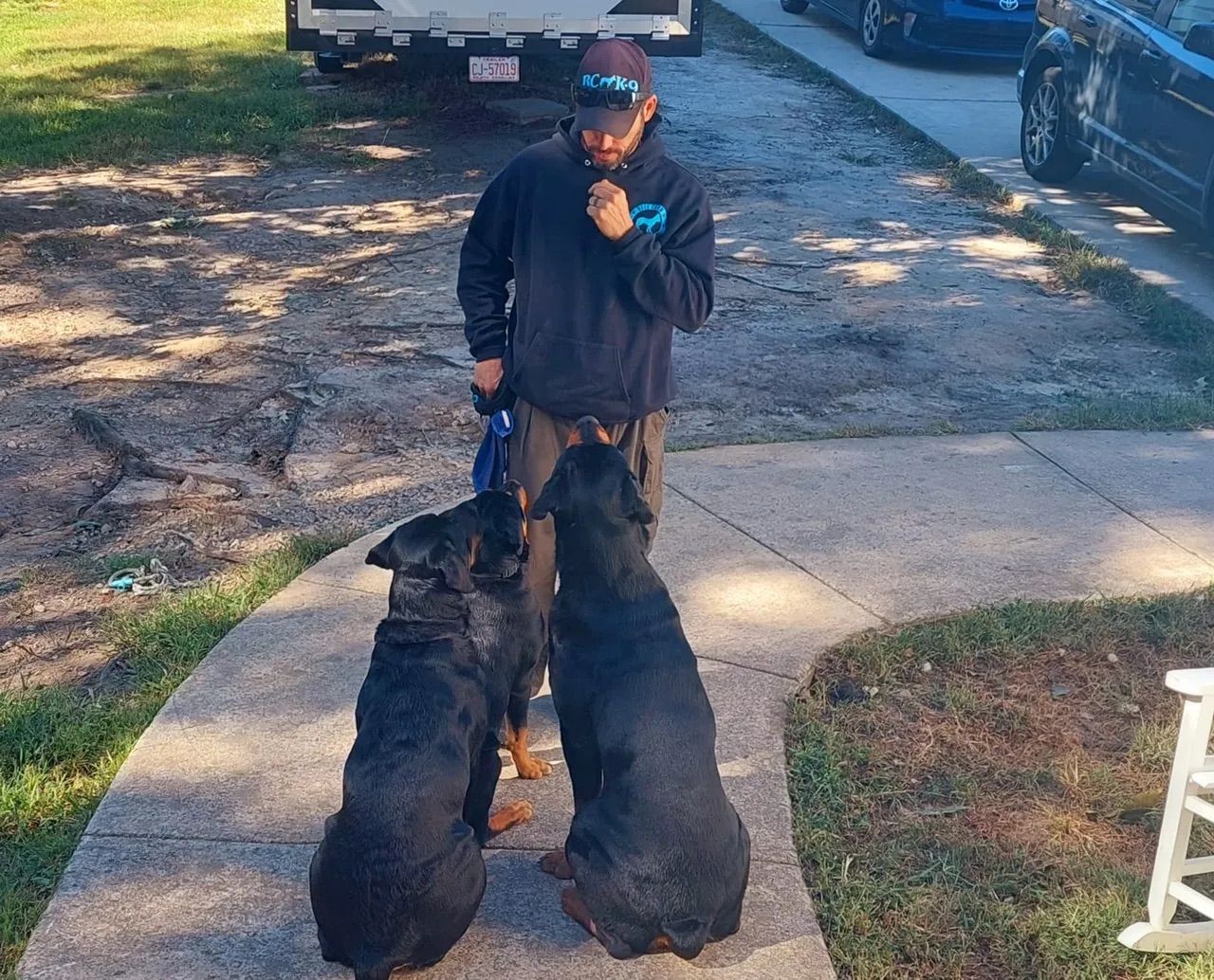 Littermate Syndrome What is it, and how to prevent it? Blue Cord K9