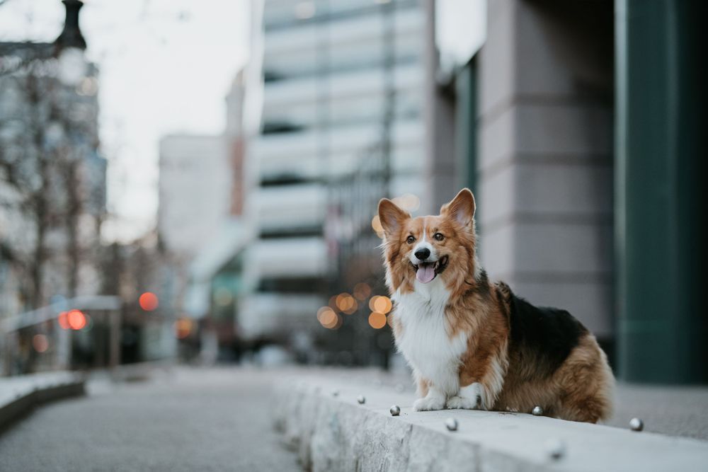 7 Best Pet Photographers in Buffalo...I made the list! Buffalo, NY