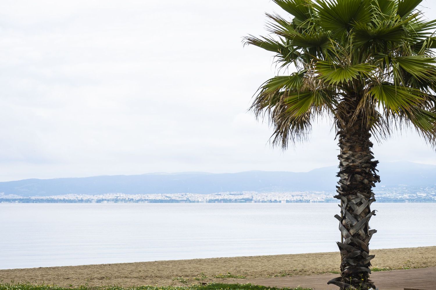 A scenic beach landscape with palm trees and mountains in the distance along a sandy shoreline.