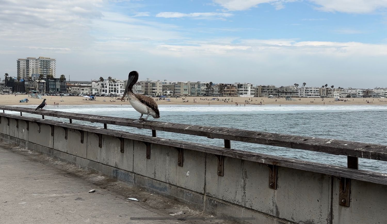 A brown pelican perches on a pier railing overlooking a sandy beach and coastal city skyline under cloudy skies.