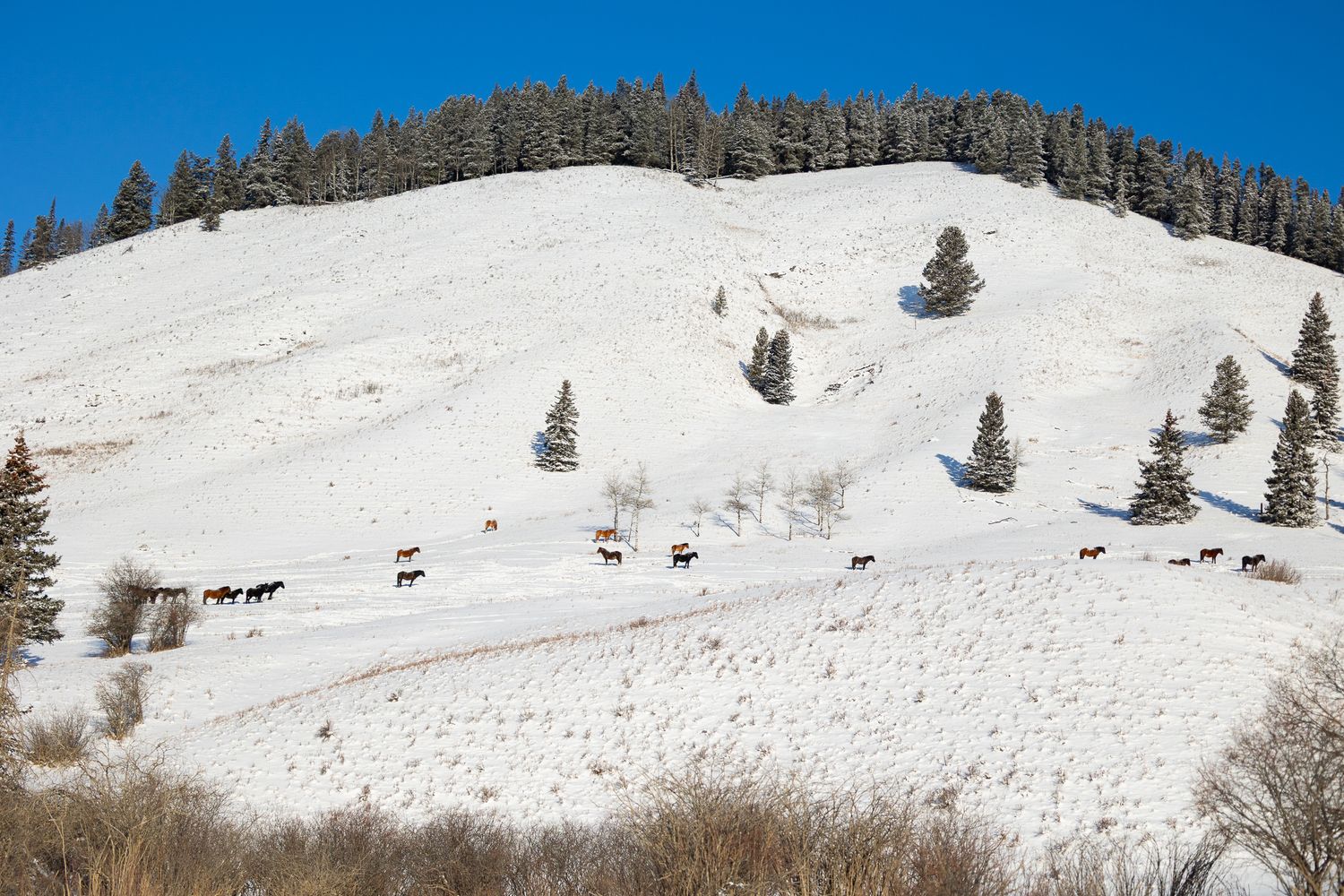 A herd of horses and cattle traverse a snow-covered hillside dotted with evergreen trees under a clear blue sky.
