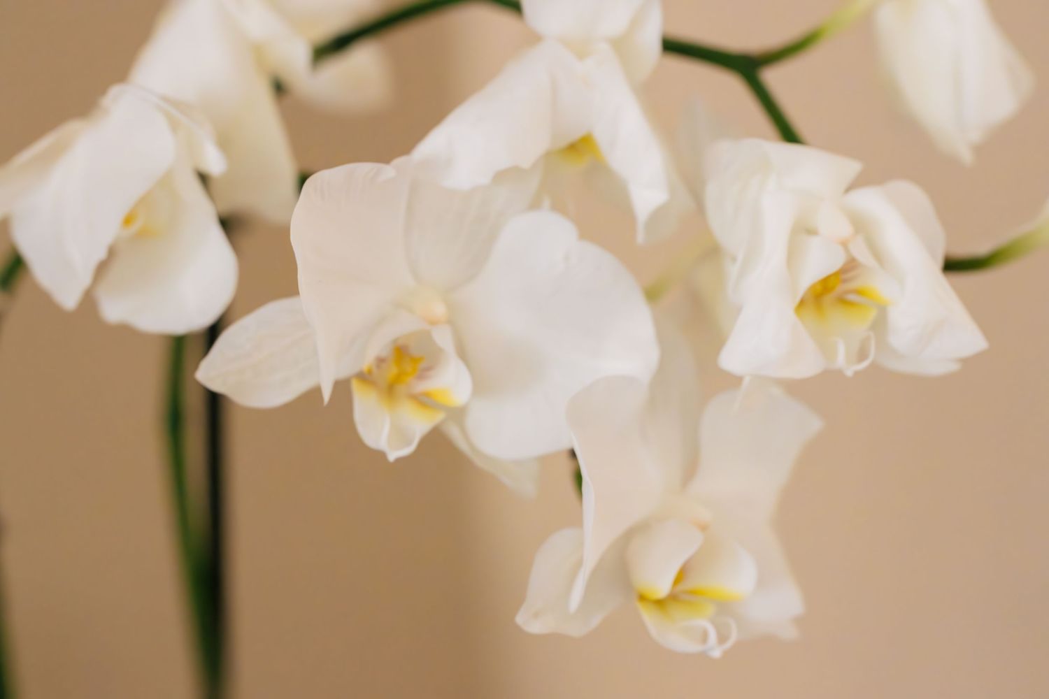 Close-up of elegant white Phalaenopsis orchid blooms family photography, senior photos, graduate sessions, portraits, wedding photography