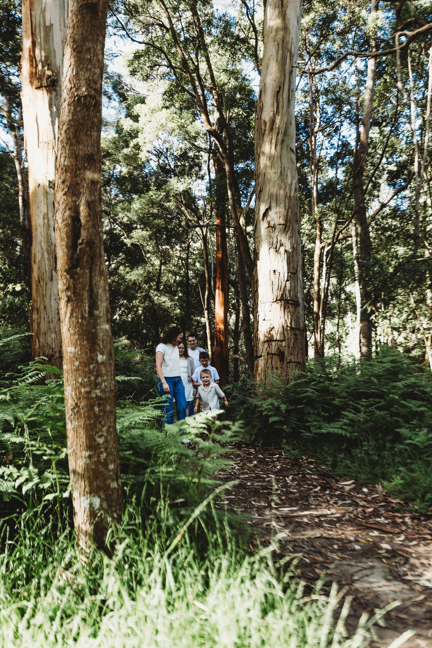 A dirt walking path winds through tall eucalyptus trees and ferns in a lush forest setting.