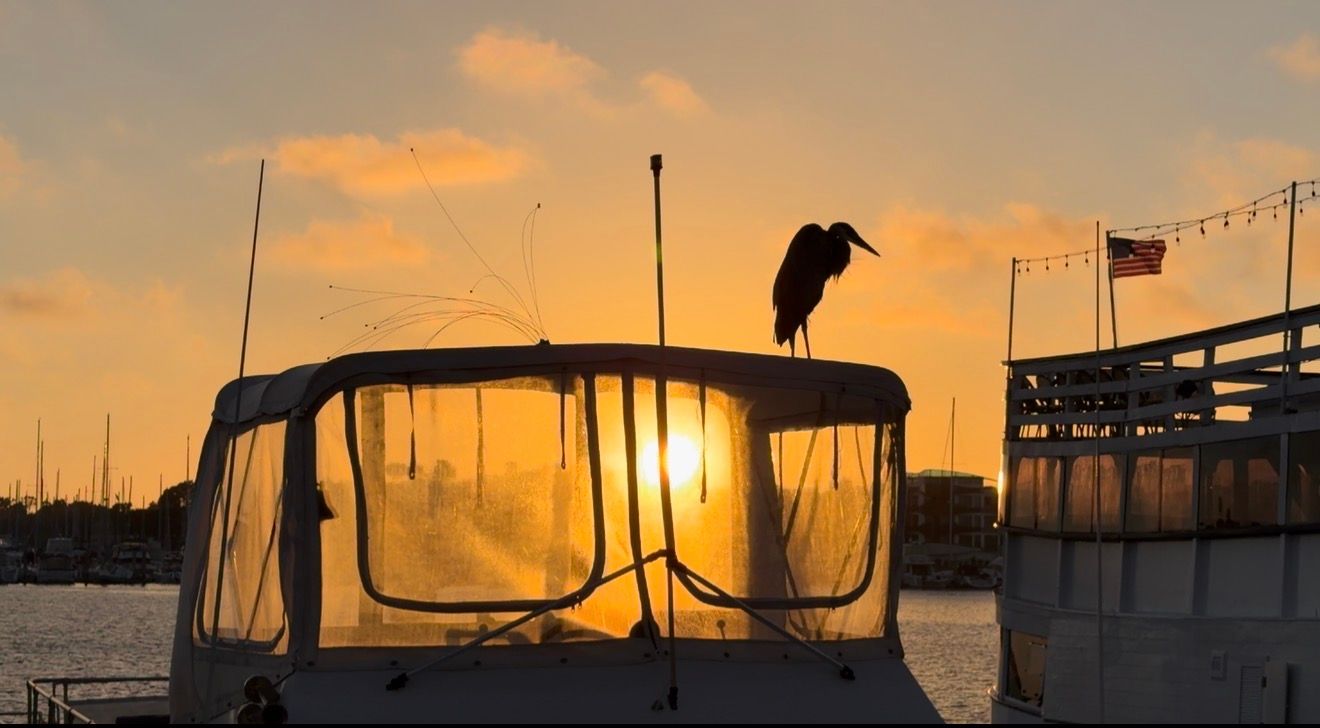 A heron perches atop a boat at golden sunset in a marina, with an American flag visible in the background.