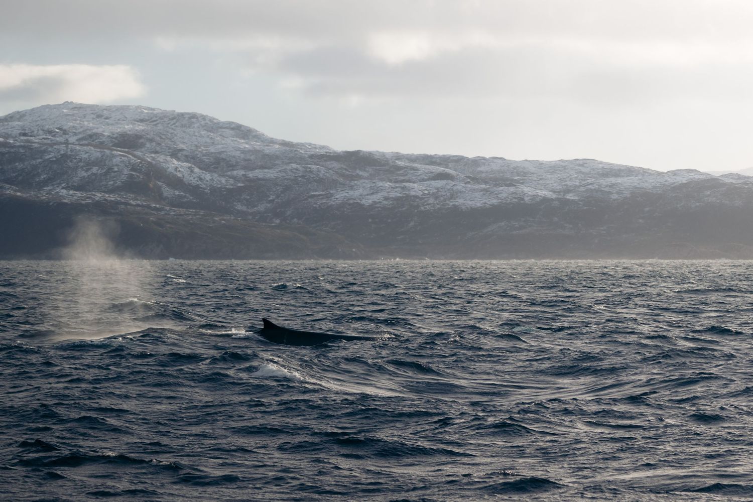 baleine nageant dans un fjord vers Tromsø