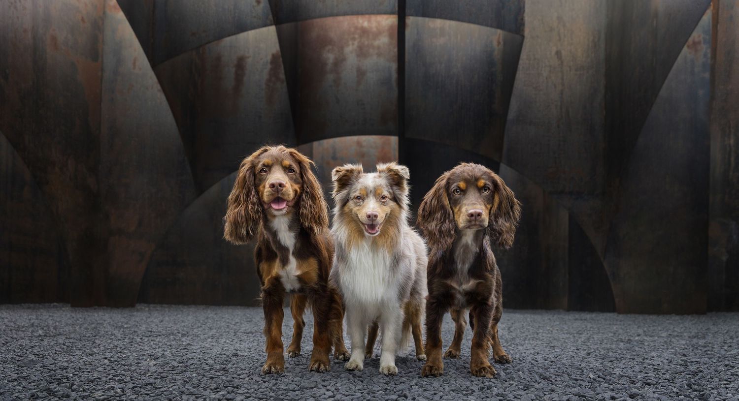 Five adorable dogs of different breeds sit together in a line on a gravel surface for a group photo.