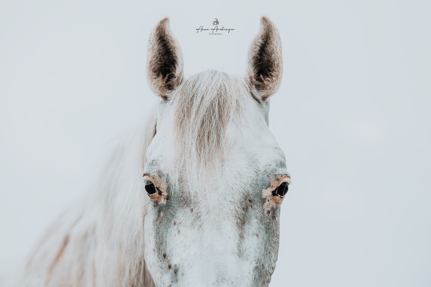 Close up portrait of a white horse's face against a light background.