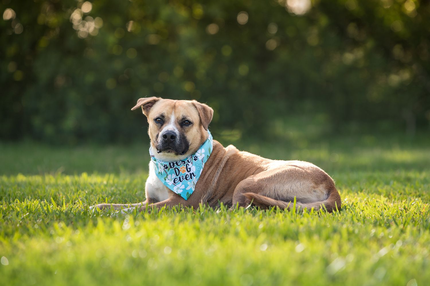 A tan dog wearing a blue bandana lies peacefully in green grass during sunset.