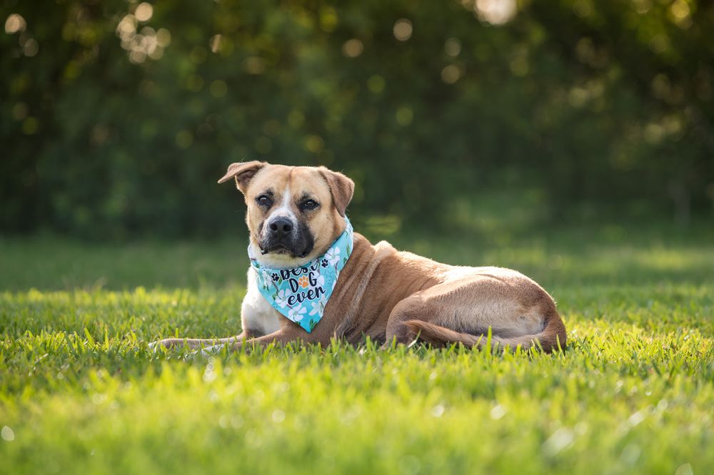 Adoptable Dog Feature Ethan at Bay Area Pet Adoptions Kelly J. Russo
