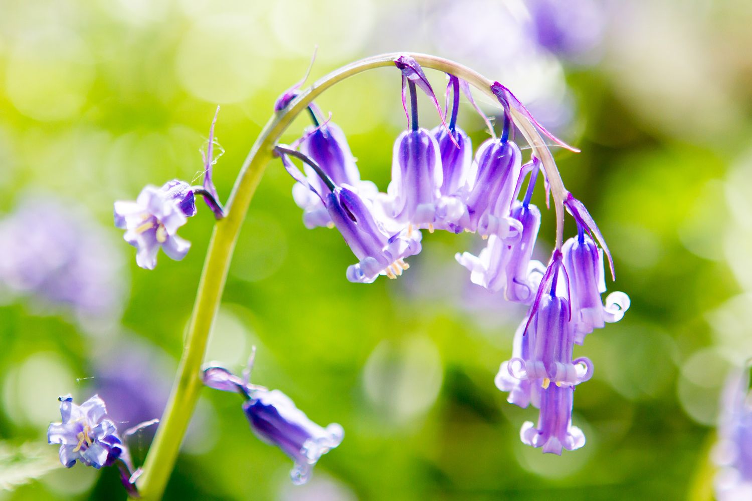 Close-up of delicate purple bluebell flowers with soft bokeh background in springtime woodland.