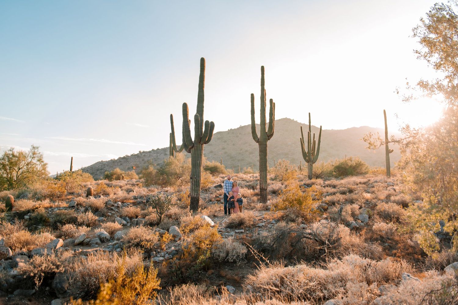 Desert landscape at sunset with tall saguaro cacti silhouetted against golden sky.